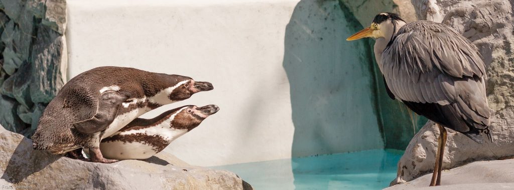 Zwei Pinguine (Linux - Maskottchen) werden von einem Graureier gestört.